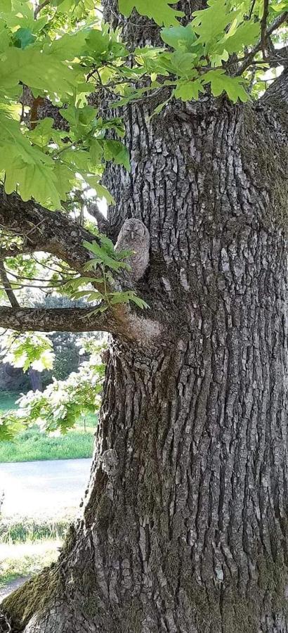 Namelis Nr 1 Adeles Sodyba Sturmai Exteriér fotografie